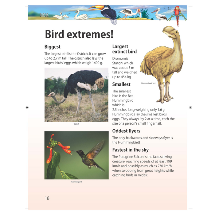 Birds: Pegasus Encyclopedia