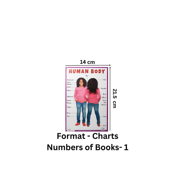 Human Body - Thick Laminated Preschool Chart