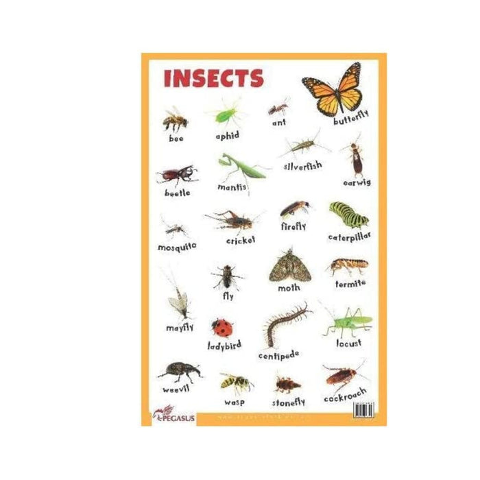 Insects - Thick Laminated Primary Chart - CHART — pegasusforkids