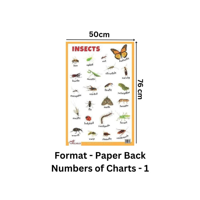 Insects - Thick Laminated Primary Chart — pegasusforkids
