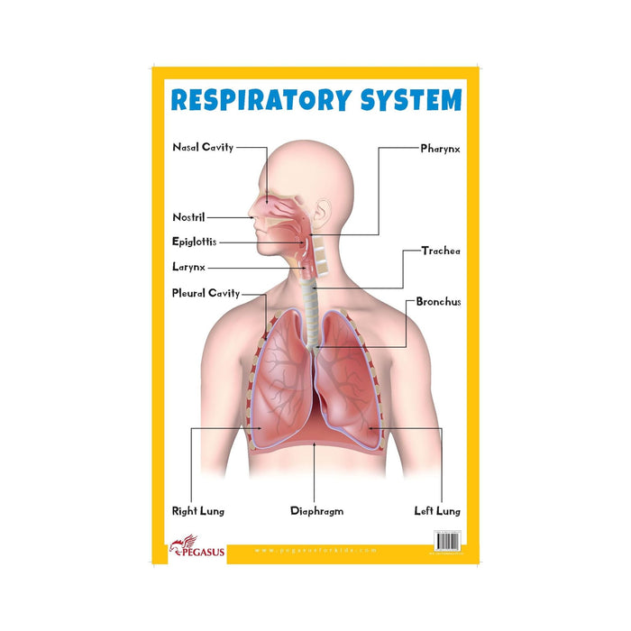 Respiratory System Biology Charts, Early Learning Repiratory system for children's