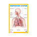 Respiratory System Biology Charts, Early Learning Repiratory system for children's