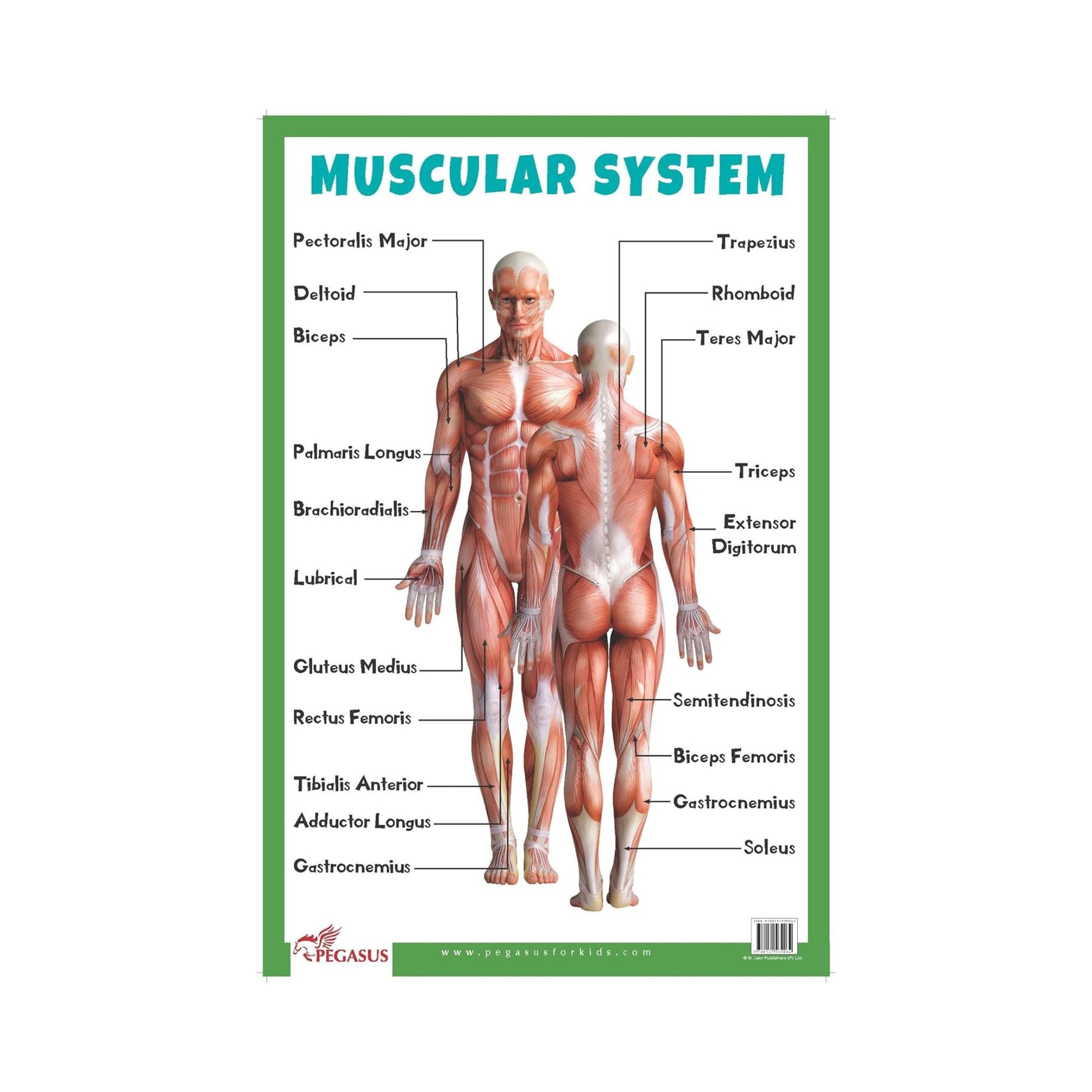 Muscular System Thick Laminated Primary Chart of Human Body CHART