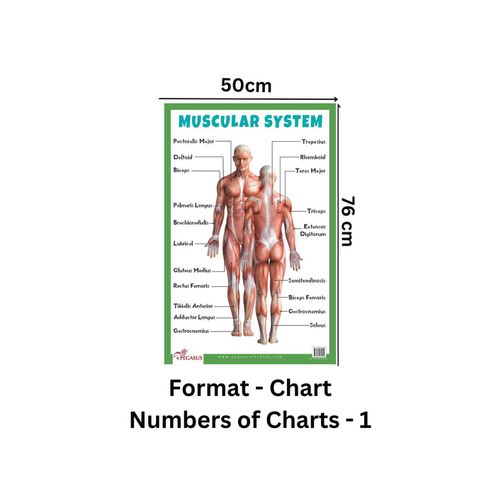 Muscular System - Thick Laminated Primary Chart of Human Body - CHART ...