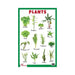 Plants wall charts for childrens, Laminated primary chart of Plants