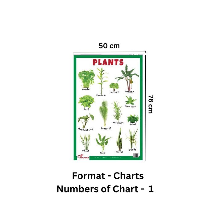 Plants - Thick Laminated Primary Chart