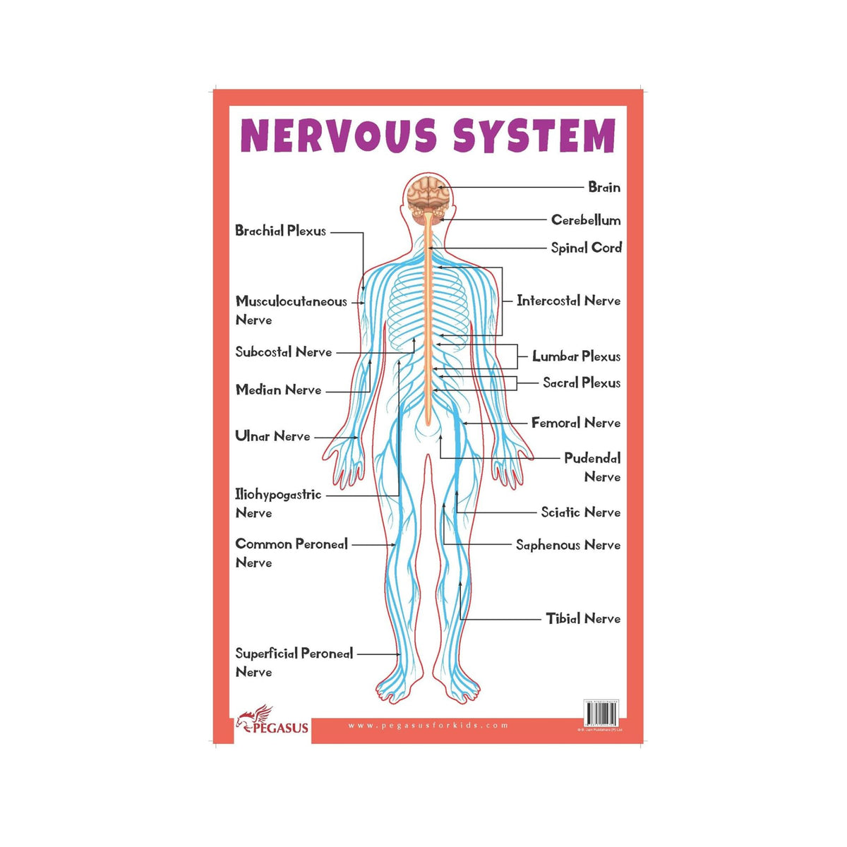 Nervous System Thick Laminated Primary Chart Pegasusforkids