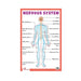 Nervous system Educational Chart, Biology chart illustrating the Nervous system