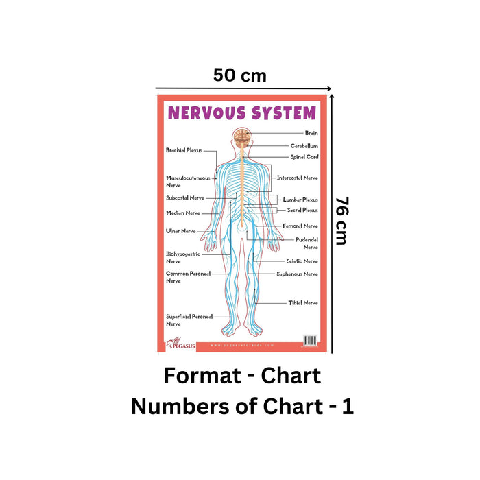 Nervous System - Thick Laminated Primary Chart