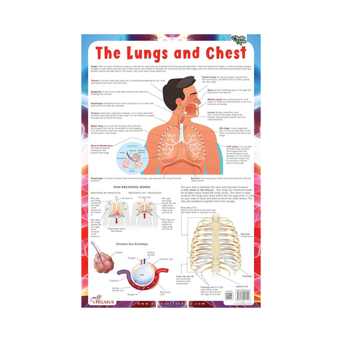 Lungs - Thick Laminated Primary Chart Wall Chart