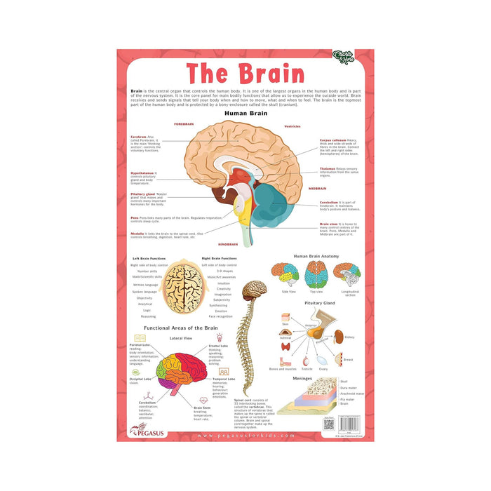 Illustrated brain chart for Children's, Human brain children's Educational Chart 