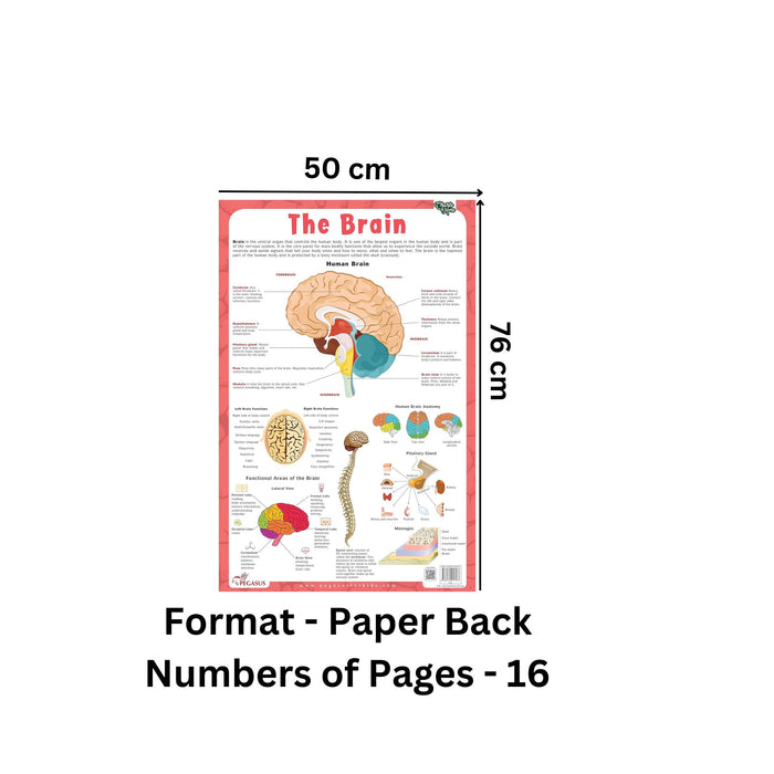 The Brain - Thick Laminated Primary Chart — pegasusforkids