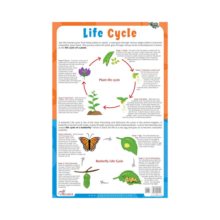 Biology chart of Life cycle, Educational Children's Life cycle Biologychart