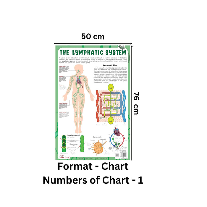 The Lymphatic System - Thick Laminated Chart Wall Chart