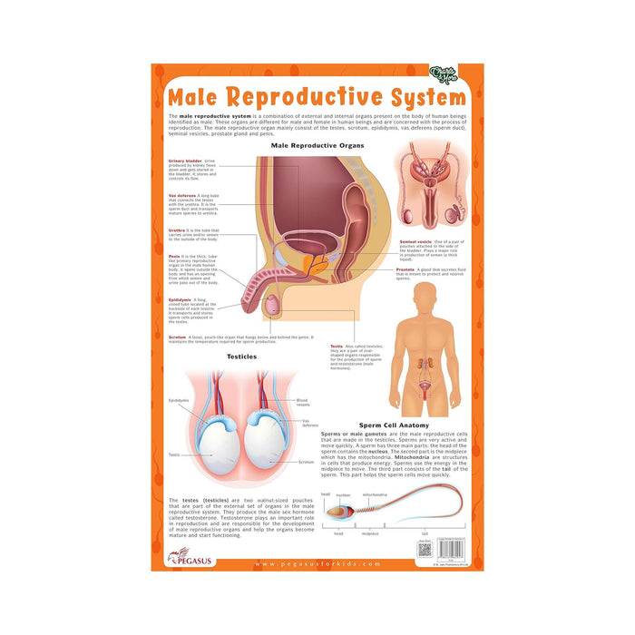 Male Reproductive System - Thick Laminated Chart Wall Chart