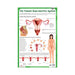 The Female reproductive system laminated chart, Illustrated chart of  Female reproductive system 