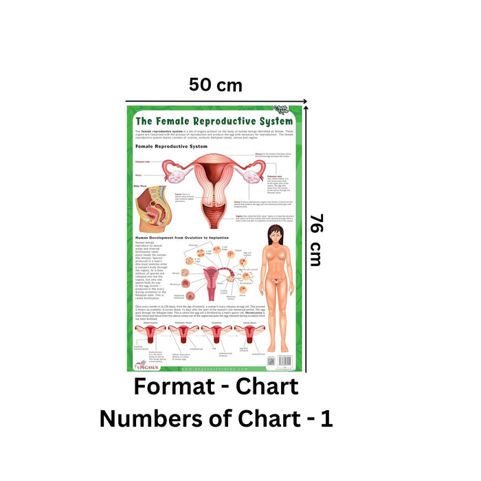 The Female Reproductive System - Thick Laminated Chart