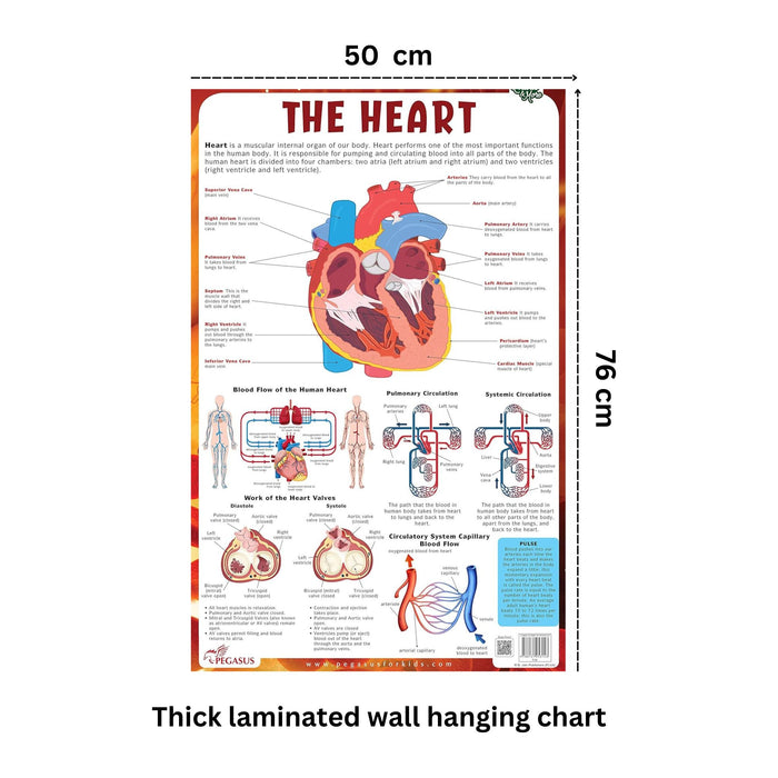Heart - Thick Laminated Primary Chart